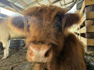Lola Highland Cattle Waterside Ranch