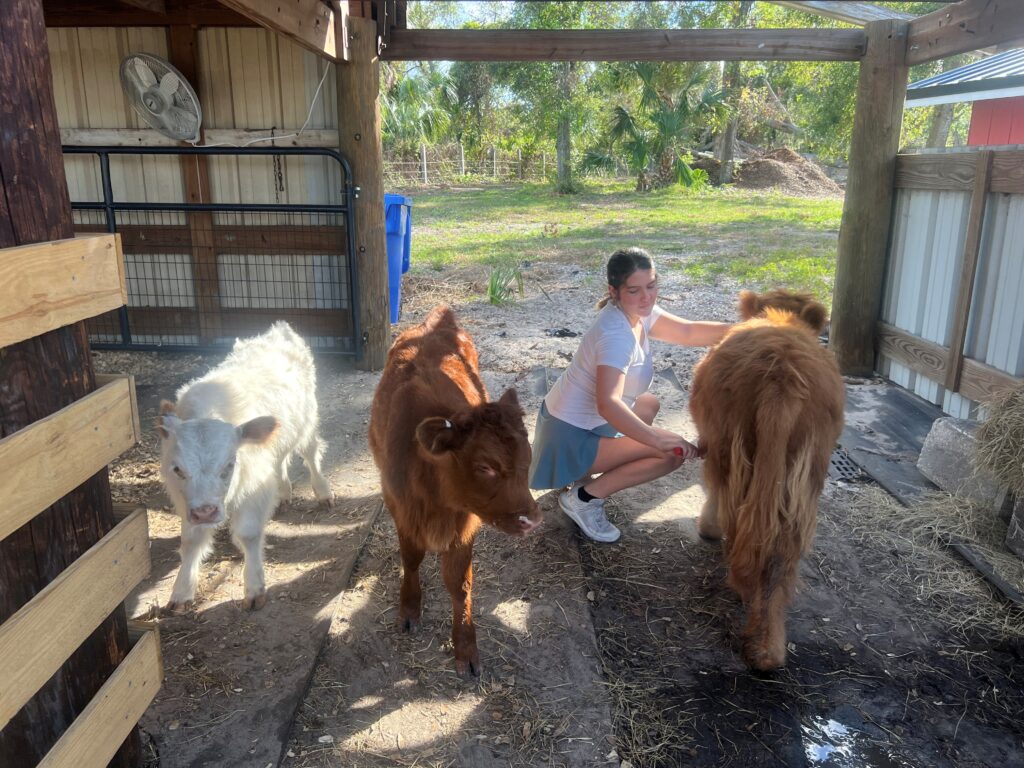 addison with all 3 cows Nov 2024