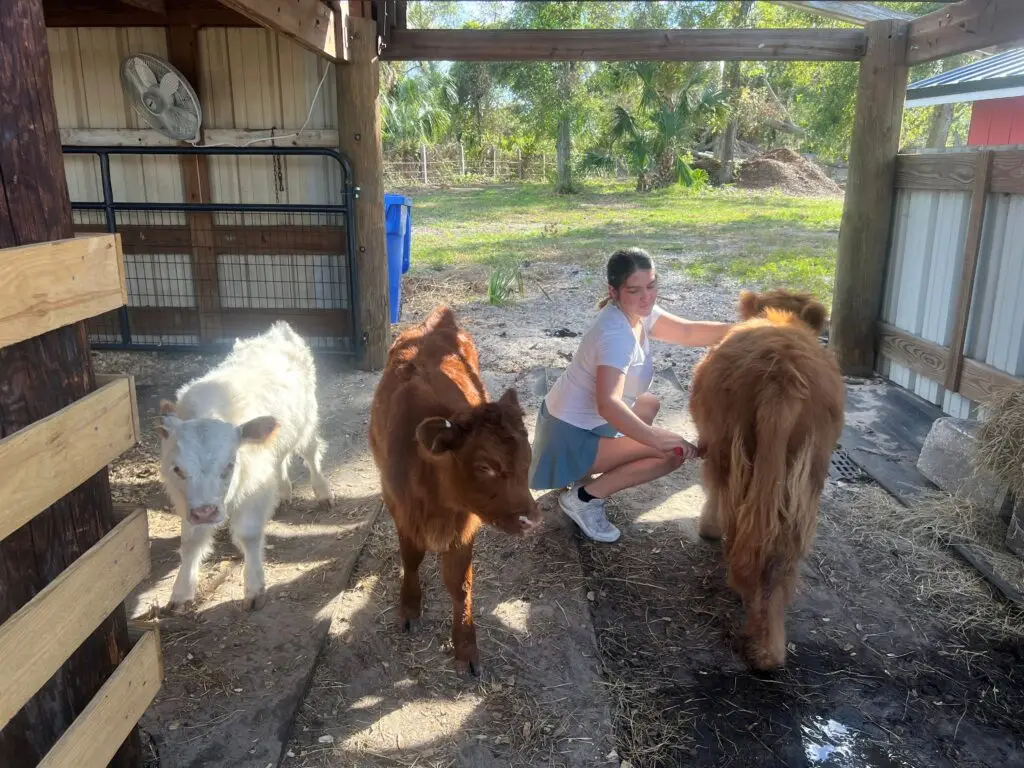 addison with all 3 cows Nov 2024