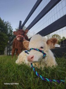 cinnamon and buddy Sept 2024