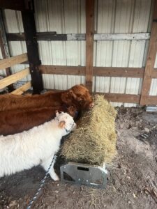 lola buddy oct 2024 eating hay