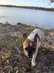 waterside ranch dog Luna