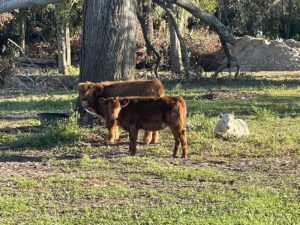 waterside ranch highland cattle