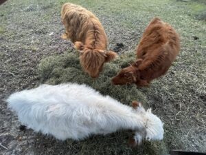 waterside ranch highland cattle hay