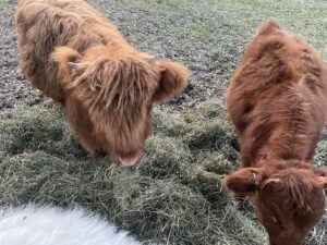 waterside ranch highland hay playing