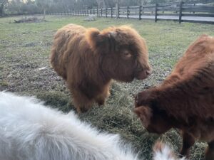 waterside ranch lola 2