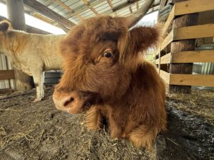 waterside ranch lola highland mini