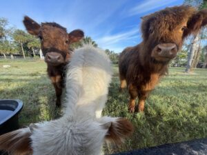 waterside ranch three highland