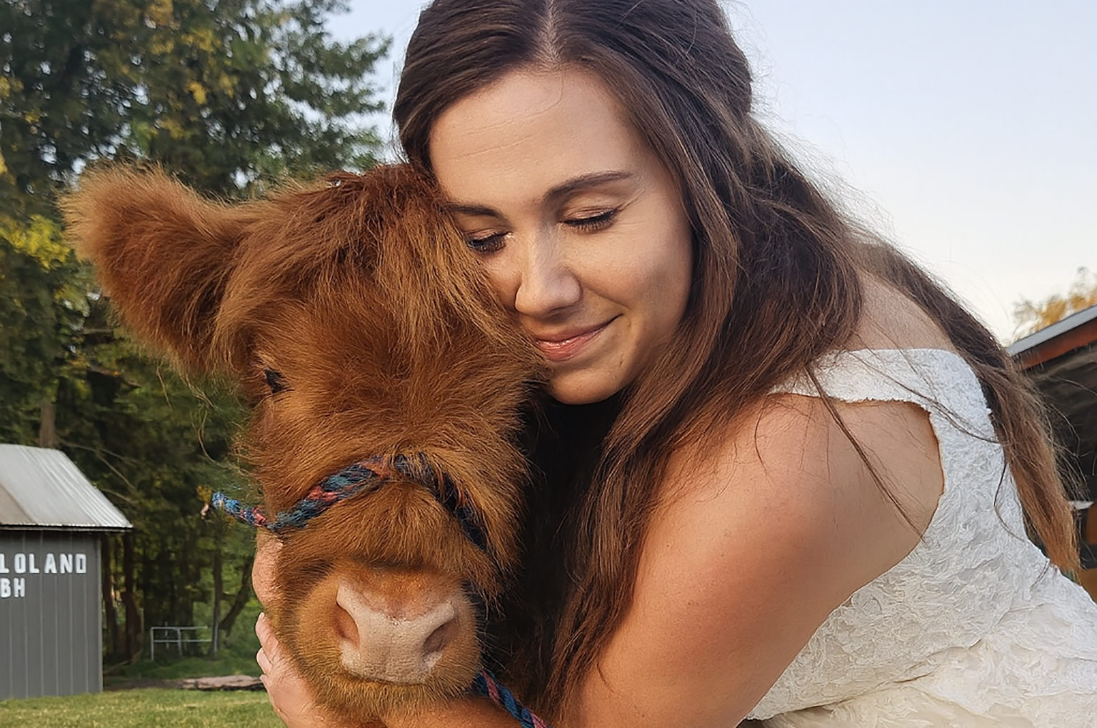The Waterside Ranch Fluff Cow Portrait Wide